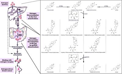 The Role of Gut Microbial β-Glucuronidase in Estrogen Reactivation and Breast Cancer